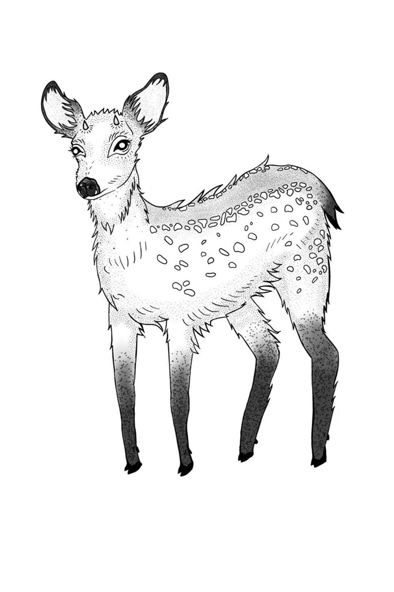 Fawn