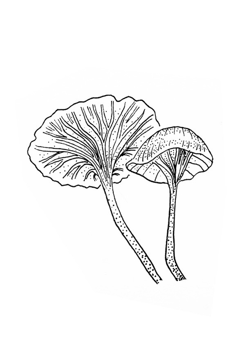 Mushroom 3