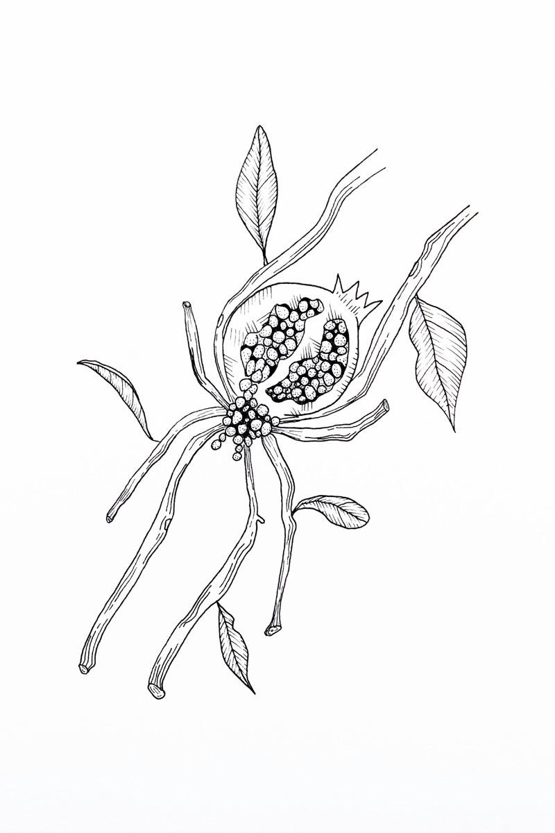 Pomegranate Spider