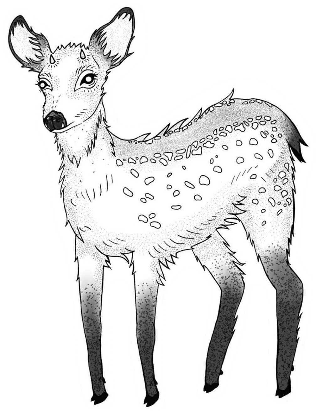 Fawn