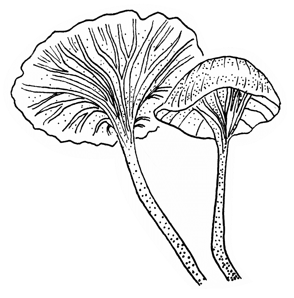 Mushroom 3