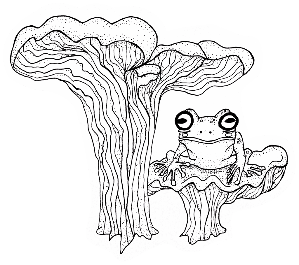 Tree Frog and Mushrooms